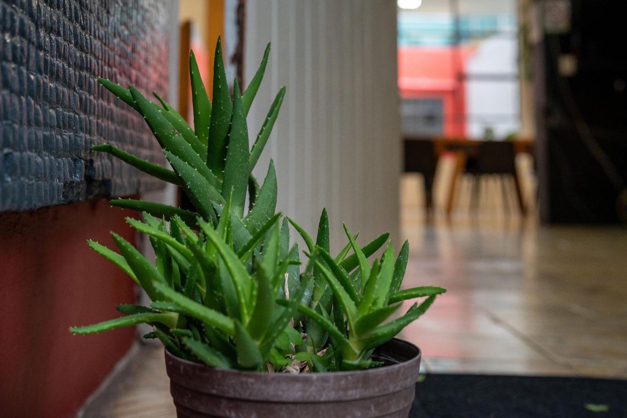 Habitaciones Privadas Con Bano Propio En Una Zona Segura Y Centrica De Guadalajara. 外观 照片